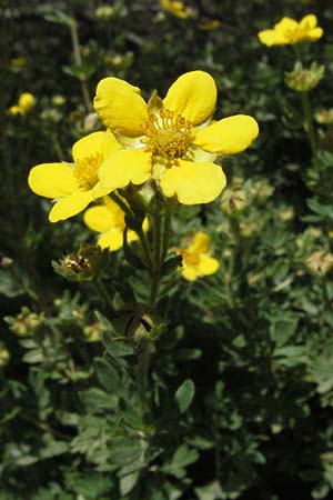 Potentilla fruticosa \ Strauch-Fingerkraut, F Pyrenäen, Eyne 9.8.2006