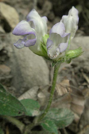 Prunella grandiflora \ Groe Braunelle / Large Selfheal, F Pyrenäen/Pyrenees, Prades 12.8.2006