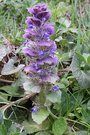 Ajuga pyramidalis \ Pyramiden-Gnsel, F Pyrenäen, Eyne 25.6.2008