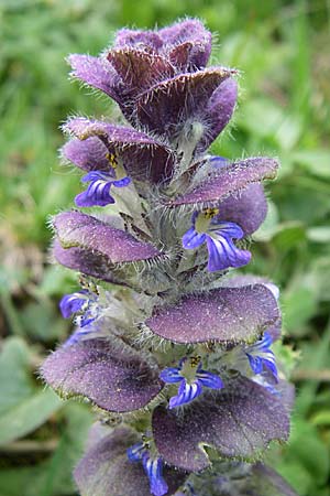 Ajuga pyramidalis \ Pyramiden-Gnsel, F Pyrenäen, Eyne 25.6.2008