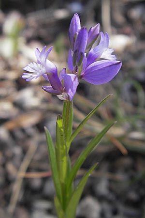 Polygala comosa / Tufted Milkwort, F Saint-Guilhem-le-Desert 1.6.2009