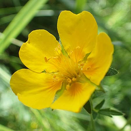 Potentilla pyrenaica \ Pyrenen-Fingerkraut, F Pyrenäen, Col de Mantet 28.7.2018