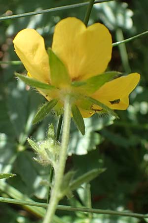 Potentilla pyrenaica / Pyrenean Cinquefoil, F Pyrenees, Col de Mantet 28.7.2018