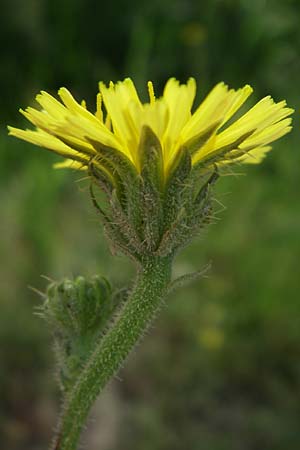 Picris hieracioides \ Gemeines Bitterkraut / Hawkweed Ox-Tongue, F Toreilles 24.6.2008