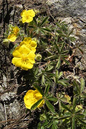 Potentilla heptaphylla \ Siebenblttriges Fingerkraut / Seven-Leaved Cinquefoil, F Mont Aigoual 29.5.2009