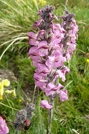 Pedicularis rostratospicata subsp. helvetica \ Schweizer hren-Lusekraut / Swiss Corn Lousewort, F Col de la Bonette 8.7.2016