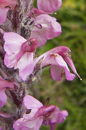 Pedicularis rostratospicata subsp. helvetica \ Schweizer hren-Lusekraut / Swiss Corn Lousewort, F Col de la Bonette 8.7.2016