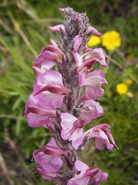 Pedicularis rostratospicata subsp. helvetica \ Schweizer hren-Lusekraut / Swiss Corn Lousewort, F Col de la Bonette 8.7.2016