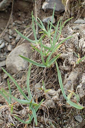 Phleum alpinum / Alpine Cat's-Tail, F Col de la Bonette 8.7.2016