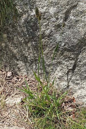 Phleum rhaeticum \ Rtisches Alpen-Lieschgras / Rhaetian Cat's-Tail, F Pyrenäen/Pyrenees, Canigou 24.7.2018