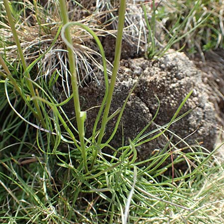 Phyteuma hemisphaericum \ Halbkugelige Teufelskralle, F Pyrenäen, Puigmal 1.8.2018