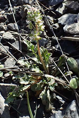 Reseda phyteuma \ Rapunzel-Resede, Sternfrucht, F Remollon 15.3.2024