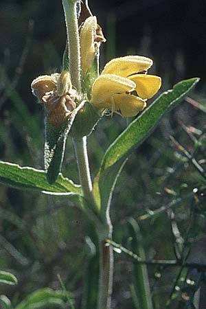 Phlomis lychnitis / Small Jerusalem Sage, F Corbières, Treilles 27.5.2005