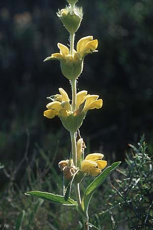 Phlomis lychnitis / Small Jerusalem Sage, F Corbières, Treilles 27.5.2005