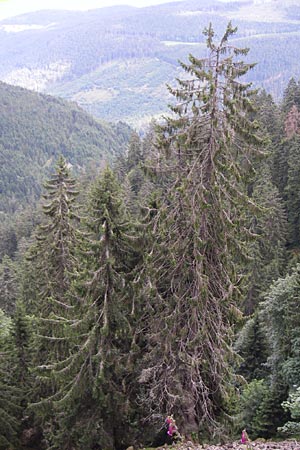 Picea abies \ Fichte, Rottanne / Norway Spruce, F Vogesen/Vosges, Col de la Schlucht 5.8.2008