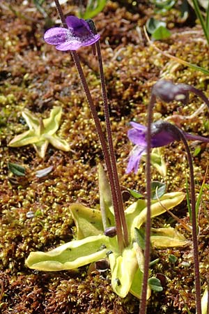 Pinguicula vulgaris \ Gemeines Fettkraut / Common Butterwort, F Col de la Cayolle 9.7.2016