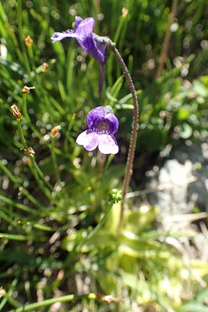 Pinguicula vulgaris \ Gemeines Fettkraut, F Pyrenäen, Mont Louis 3.8.2018