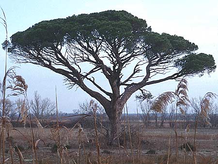 Pinus pinea \ Schirm-Kiefer / Stone Pine, F Camargue 7.3.1998