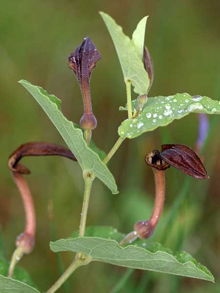 Aristolochia pistolochia \ Pistolochia-Osterluzei, F Belgentier 17.5.2008 (Photo: Uwe & Katja Grabner)