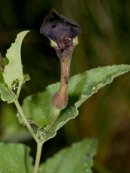 Aristolochia pistolochia \ Pistolochia-Osterluzei, F Belgentier 17.5.2008 (Photo: Uwe & Katja Grabner)