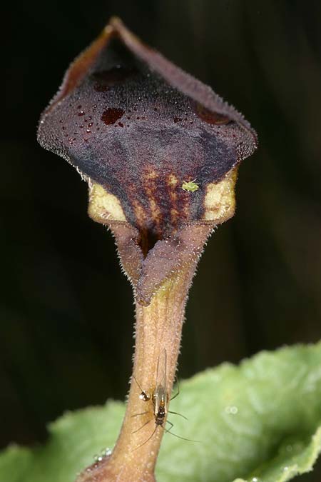 Aristolochia pistolochia \ Pistolochia-Osterluzei / Pistolochia Birthwort, F Belgentier 17.5.2008 (Photo: Uwe & Katja Grabner)