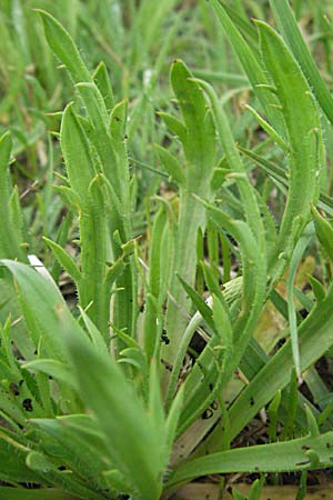 Plantago coronopus subsp. coronopus \ Krhenfu-Wegerich / Buck's-horn Plantain, F Mauguio 13.5.2007