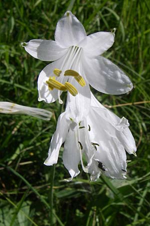 Paradisea liliastrum \ Weie Trichter-Lilie, Paradies-Lilie / St Bruno's Lily, F Col Agnel 22.6.2008