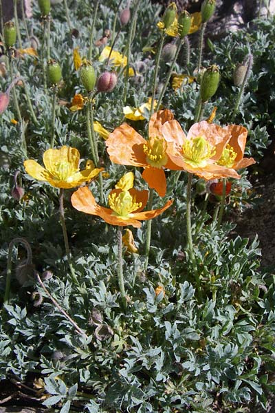 Papaver lapeyrousianum \ Sierra-Nevada-Mohn / Sierra Nevada Poppy, F Col de Lautaret Botan. Gar. 28.6.2008