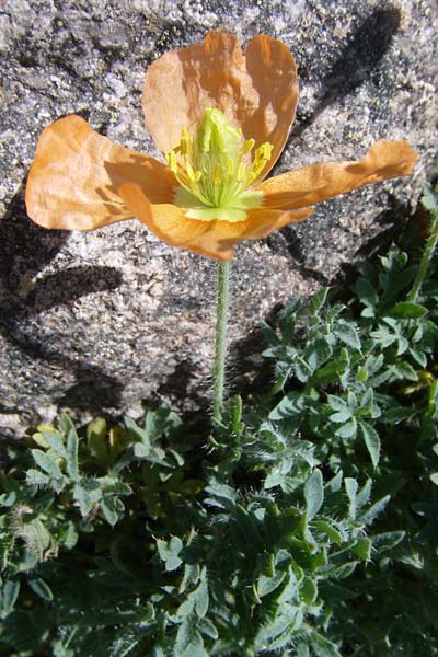 Papaver lapeyrousianum \ Sierra-Nevada-Mohn, F Col de Lautaret Botan. Gar. 28.6.2008