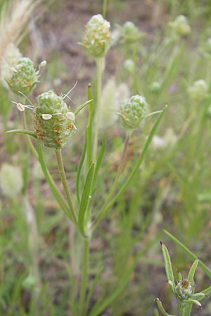 Psyllium arenarium \ Sand-Wegerich / Branched Plantain, F Sète 5.6.2009