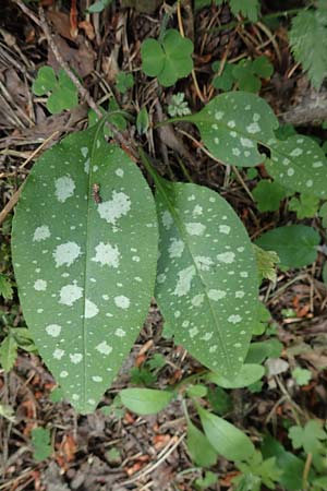 Pulmonaria longifolia \ Langblttriges Lungenkraut, F Pyrenäen, Eyne 4.8.2018