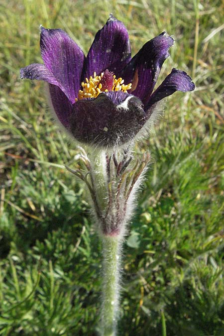 Pulsatilla montana subsp. montana \ Berg-Kuhschelle / Mountain Pasque-Flower, F Causse du Larzac 7.6.2006