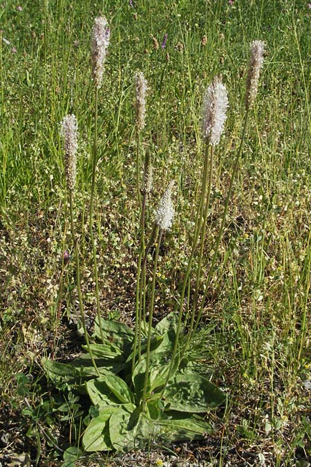 Plantago media / Hoary Plantain, F Jonte - Gorge 8.6.2006