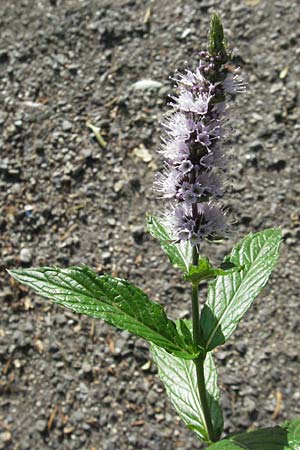 Mentha x piperita \ Pfeffer-Minze / Pepper Mint, F Pyrenäen/Pyrenees, Err 8.8.2006