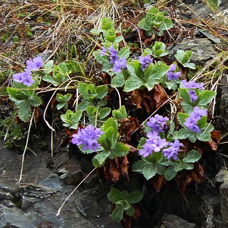 Primula marginata \ Gewelltrandige Primel / Marginate Primrose, F L'Authion 1.5.2023