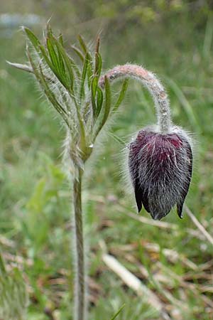 Pulsatilla montana subsp. montana \ Berg-Kuhschelle / Mountain Pasque-Flower, F Champcella 29.4.2023