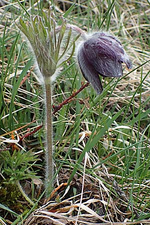 Pulsatilla montana subsp. montana \ Berg-Kuhschelle / Mountain Pasque-Flower, F Champcella 29.4.2023