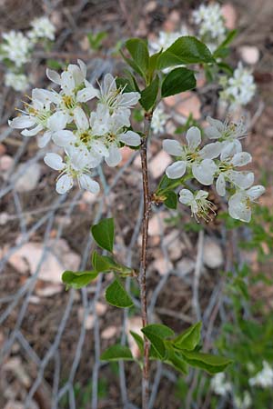 Prunus mahaleb \ Felsenkirsche, Stein-Weichsel / Saint Lucie Cherry, F Champcella 29.4.2023