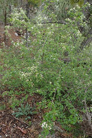 Prunus mahaleb \ Felsenkirsche, Stein-Weichsel / Saint Lucie Cherry, F Guillestre 30.4.2023