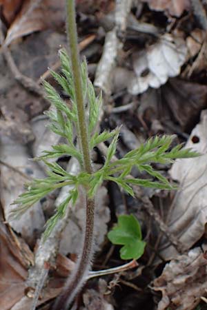 Pulsatilla alpina subsp. millefoliata \ Vielzipfelige Alpen-Kuhschelle, F Col de Vars 30.4.2023