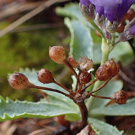 Primula marginata \ Gewelltrandige Primel / Marginate Primrose, F L'Authion 1.5.2023