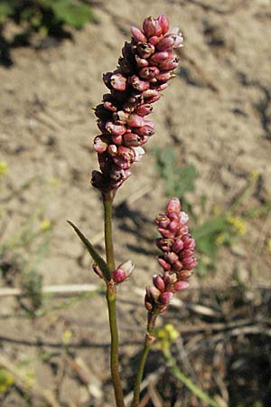 Persicaria lapathifolia \ Ampfer-Knöterich / Pale Persicaria, F Mouries 9.6.2006