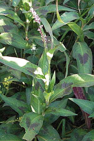 Persicaria lapathifolia / Pale Persicaria, F Mouries 9.6.2006