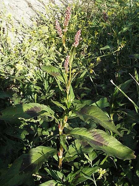 Persicaria lapathifolia \ Ampfer-Knterich / Pale Persicaria, F Mouries 9.6.2006