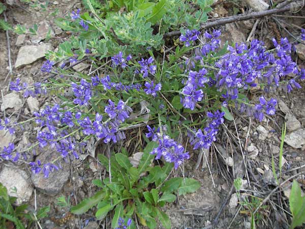 Polygala vulgaris \ Gewhnliche Kreuzblume, Gewhnliches Kreuzblmchen / Common Milkwort, F Allevard 11.6.2006