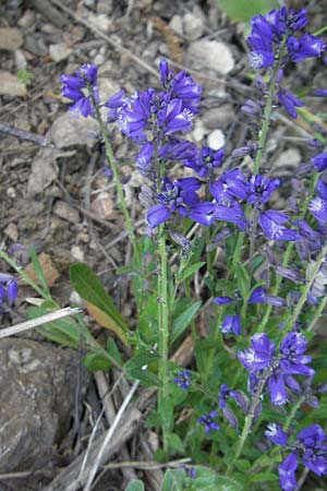 Polygala vulgaris \ Gewhnliche Kreuzblume, Gewhnliches Kreuzblmchen / Common Milkwort, F Allevard 11.6.2006