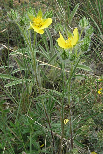 Potentilla hirta \ Rauhaariges Fingerkraut, F Corbières, Talairan 13.5.2007