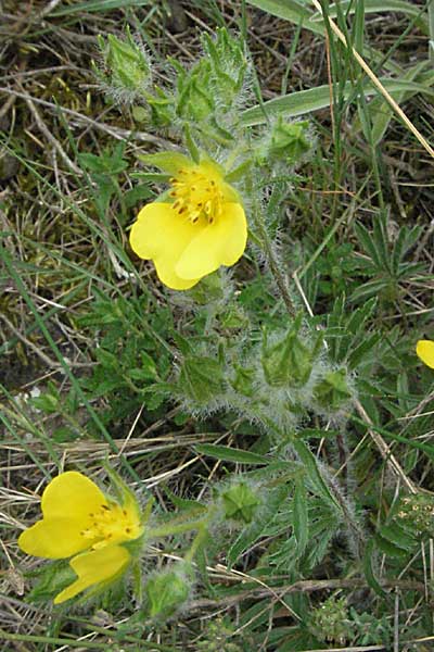 Potentilla hirta \ Rauhaariges Fingerkraut / Hairy Cinquefoil, F Corbières, Talairan 13.5.2007