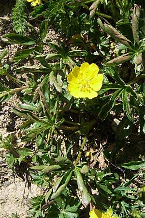 Potentilla crantzii \ Zottiges Fingerkraut / Alpine Cinquefoil, F Col de Lautaret Botan. Gar. 28.6.2008