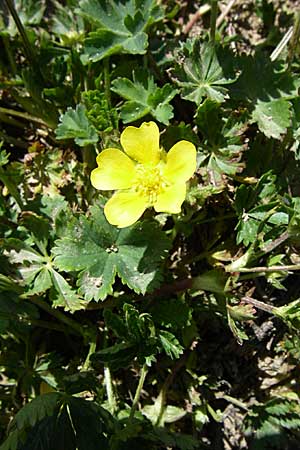 Potentilla crantzii \ Zottiges Fingerkraut, F Col de Lautaret Botan. Gar. 28.6.2008